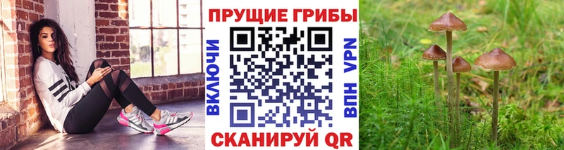 Псилоцибиновые грибы ЛСД  darknet Telegram  Аксай 